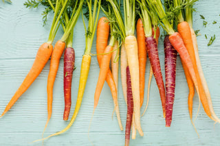 Image of colorful heirloom carrots freshly harvested with green tops.