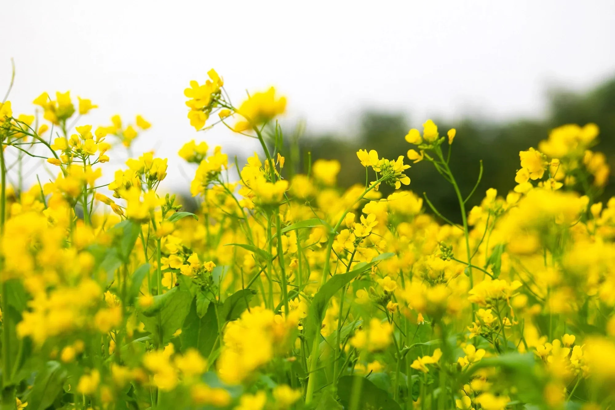 All About Mustard Plants | Family, Scientific Names \u0026 Photos – Discove –  Bloom Ranch, image size:2000x1333
