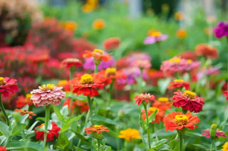 Are Zinnias Perennial or Annual? When Do Flowers Come Back?