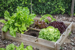 Image of a wooden raised garden bed filled with a variety of lush green leafy vegetables.