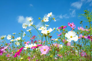 View of colorful cosmos flowers in full bloom against a bright blue sky, showcasing pink, white, and magenta petals in a vibrant summer field.