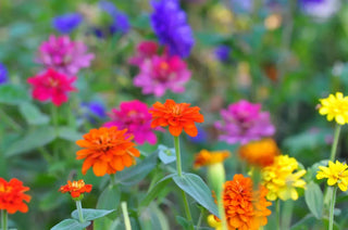 View of bright zinnia flowers in a colorful garden with yellow, pink, and purple blooms in the background.