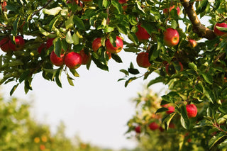 View of ripe red apples growing on a tree branch in a sunlit orchard, surrounded by green leaves.