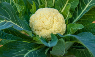 Image of a mature cauliflower head surrounded by dark green leaves, featured in Bloom Ranch of Acton's expert guide to planting and growing cauliflower from seeds.