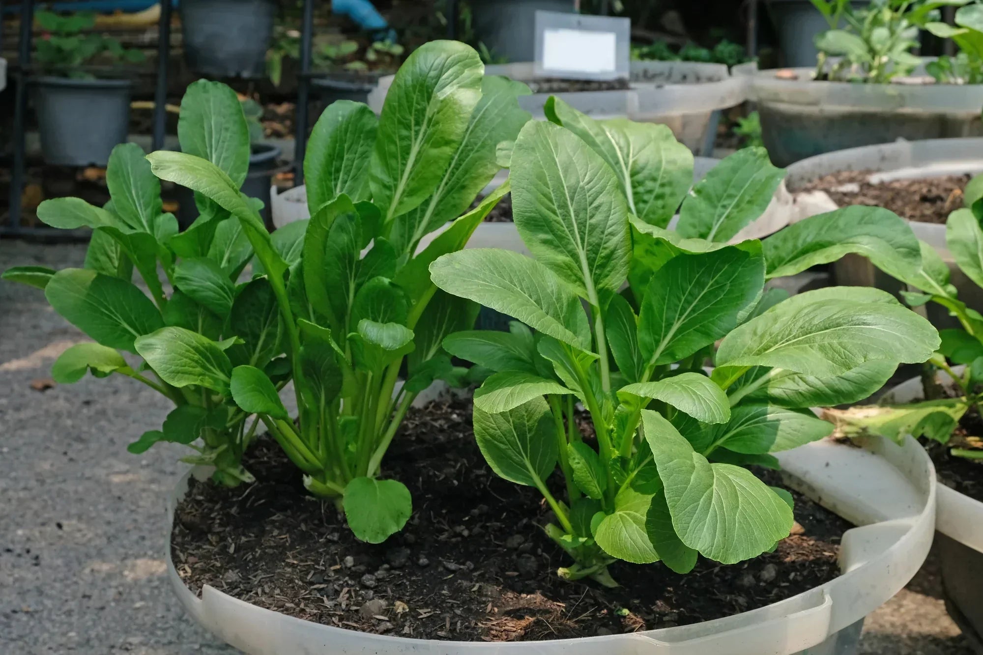 Growing Mustard Greens from Seeds Made Easy: How to Plant and Grow Mustard  Greens Using Bloom Ranch of Acton's Tips