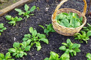 An image of fresh spinach plants growing in garden soil beside a basket of harvested leaves, featured in Bloom Ranch of Acton's guide on how and when to grow spinach from seeds using expert methods.