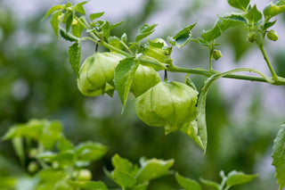 Image of tomatillo fruits maturing in their papery husks on the vine, featured in Bloom Ranch of Acton's complete guide to planting and growing tomatillo plants from seed.