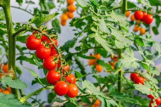 An image of ripe Chadwick heirloom cherry tomatoes growing on the vine, featured in Bloom Ranch of Acton's expert guide on how to plant Chadwick cherry tomatoes from seeds.