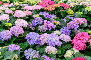 An image of blooming hydrangea flowers in shades of pink, purple, and blue densely clustered among rich green leaves.