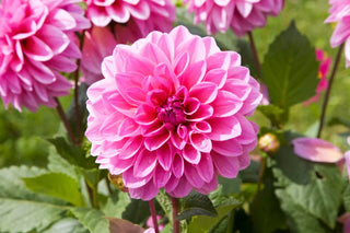 View of a vibrant pink dahlia flower in full bloom with lush green foliage, captured in a sunlit garden setting.