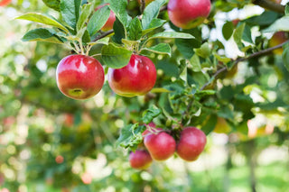 Image of fresh and vibrant apples on tree.