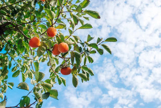 View of each tree with ripe peaches against a blue sky.