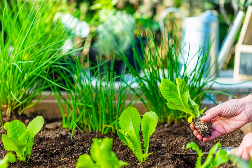 What Herbs Can Be Planted Together? | Best Herb & Vegetable Pairings    Bloom Ranch
