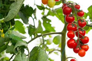 Image of ripe Chadwick cherry tomatoes growing on the vine, featured in Bloom Ranch of Acton's heirloom collection guide to Chadwick cherry tomato plants.