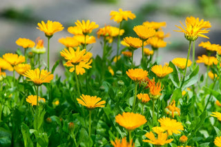 An image of vibrant yellow calendula flowers in full bloom growing in a lush green garden setting.