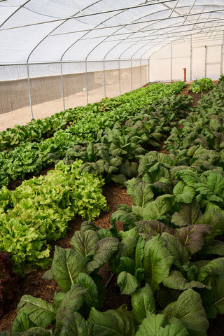 Build Your Own Bloom Box - Bloom Ranch produce
