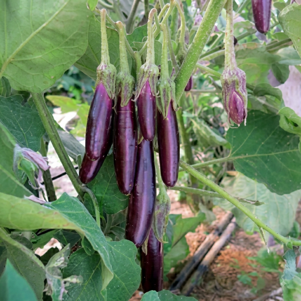 Eggplant Little Finger (Purple)