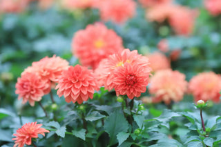 An image of vibrant coral-colored dahlia flowers blooming in a lush garden.