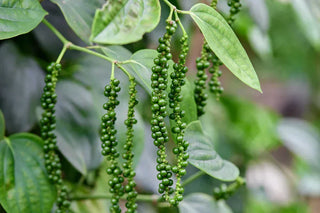 Image of a fresh green peppercorns growing on the vine in a tropical garden.