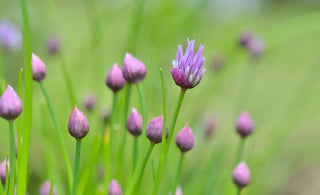 An image of blooming chive flowers with purple buds in a green garden setting.