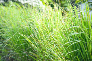 Image of tall, vibrant lemongrass growing in sunlight using Bloom Ranch of Acton's expert seed-growing methods.
