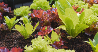 Image of mixed lettuce varieties growing in rich soil, featured in Bloom Ranch of Acton's guide to planting and growing lettuce from seed using proven methods.
