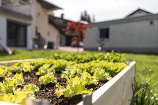 An image of young lettuce plants growing in a raised garden bed in a sunny backyard.