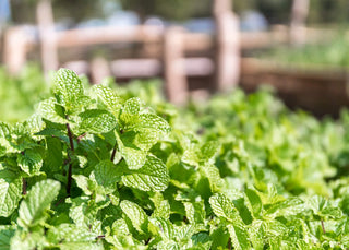 An image of healthy mint plants growing in a sunlit raised garden bed.