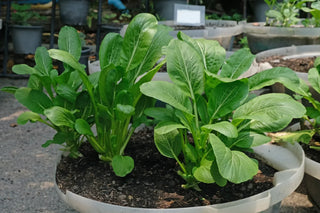 Image of healthy mustard greens growing in a container garden, featured in Bloom Ranch of Acton's easy guide to planting and growing mustard greens from seed.