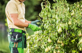 An image of a gardener inspecting a pear tree – expert pruning tips from Bloom Ranch of Acton for maximum fruit production.