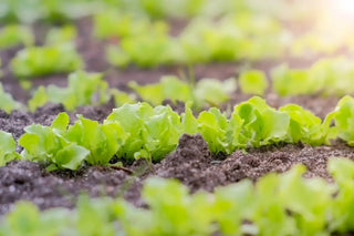 Image of young lettuce seedlings growing in rows of soil, featured in Bloom Ranch of Acton's complete guide to how long lettuce takes to grow.