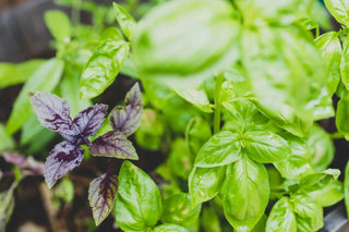 Close-up of fresh green and purple basil leaves growing in a garden, showing healthy herb foliage.