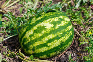 Image of a ripe Crimson Sweet watermelon growing on the vine, featured in Bloom Ranch of Acton's expert guide to planting and growing this classic melon variety.