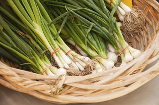 Image of freshly harvested scallions with roots intact in a woven basket, featured in Bloom Ranch of Acton’s complete guide on how to plant and grow scallions in soil from seed or cuttings.
