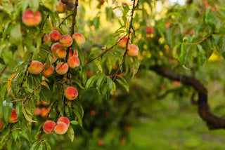 View of ripe peaches growing on a tree in a sunlit orchard with green leaves, showcasing a bountiful harvest.