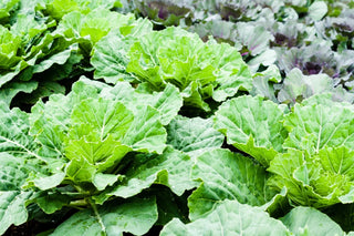 Image of vibrant Champion collard greens growing in a garden, featured in Bloom Ranch of Acton's expert guide to organic Champion collard seeds and plants.