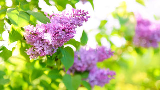 Image of a dense row of blooming common lilac bushes with clusters of light purple flowers and lush green foliage lining a grassy pathway.
