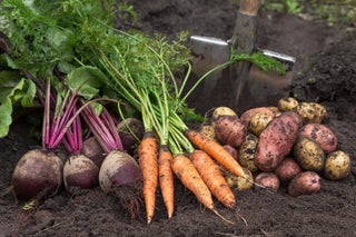Image of freshly harvested root vegetables including beets, carrots, and potatoes in soil.