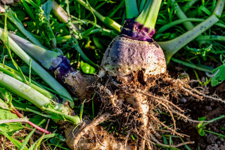 Image of a freshly harvested rutabaga root with soil and stems attached, featured in Bloom Ranch of Acton's complete guide to the definition and meaning of rutabaga plants.
