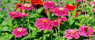 How to Grow & Care for Zinnias: Types Colors & Planting Tips