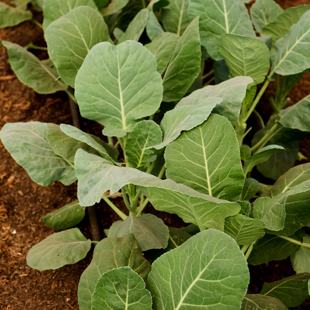 Bloom's Collards Box – Bloom Ranch