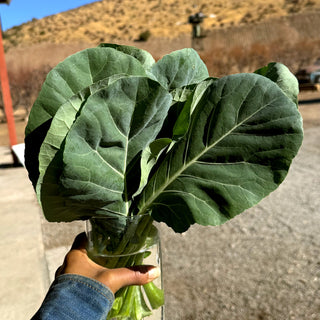 Bloom's Collard Greens Box