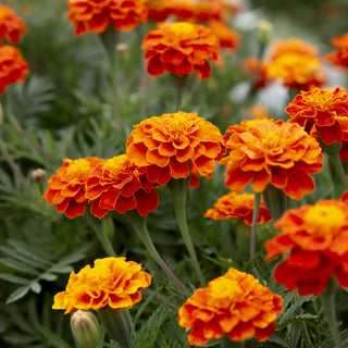 Bloom’s Blossoms: Marigolds