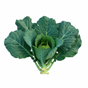 Collard Greens - Champion - Mature - plant