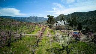 What's the Difference Between Extensive & Intensive Farming? – Bloom Ranch