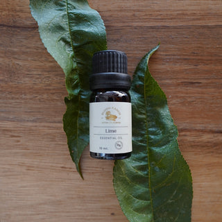 Essential Oil - Lime