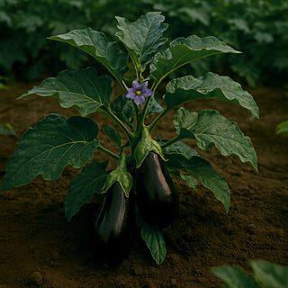 Eggplant