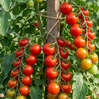 Chadwick Cherry Tomato