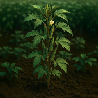 Green Okras