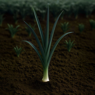 Leek
